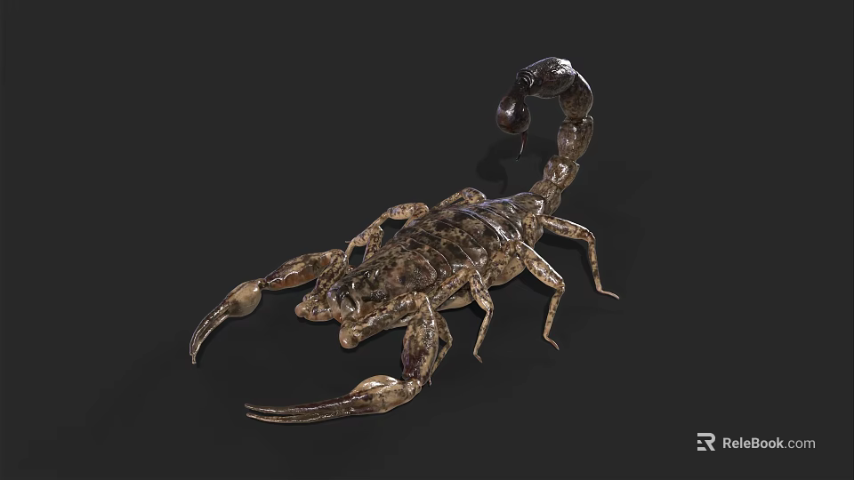 Detailed Realistic Scorpion On Black Background With Curled Tail And Sharp Pincers 3d model 