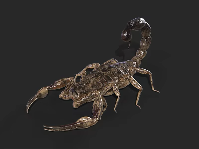 Detailed Realistic Scorpion On Black Background With Curled Tail And Sharp Pincers 3d model