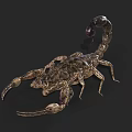 Detailed Realistic Scorpion On Black Background With Curled Tail And Sharp Pincers