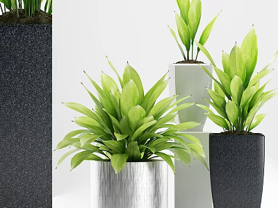 Stylish Indoor Bonsai Potted Plants With Green Leaves And Different Colored Pots 3d model