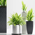 Stylish Indoor Bonsai Potted Plants With Green Leaves And Different Colored Pots
