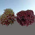 Vibrant Red and Yellow Leafy Shrubs with Lush Colorful Garden Foliage