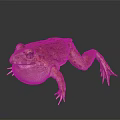 Brown Spotted Frog With Inflated Throat And Detailed Skin On Reflective Surface