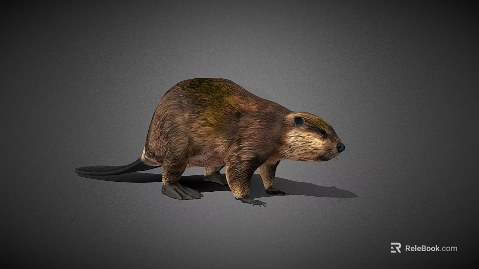 Realistic 3D Model Beaver in Standing Pose on Gray Background 3d model 