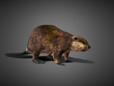 beaver mammal beaver hondos rodent wildlife 3d model