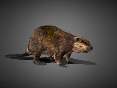 Realistic 3D Model Beaver in Standing Pose on Gray Background 3d model
