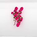 Beautiful Vine With Pink Flowers And Green Leaves On White Background