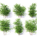 Different Types Of Green Leafy Shrubs With Various Forms For Landscape Design
