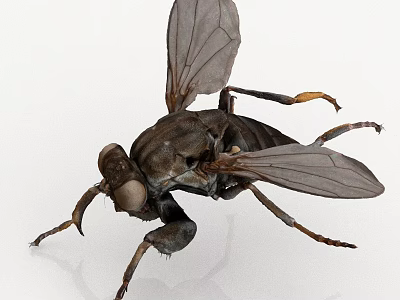 Detailed 3D Model of a Fly with Transparent Wings and Segmented Legs 3d model