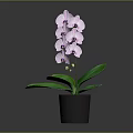 Pink Orchid Plant With Purple Spots Flowers And Green Leaves In Black Pot