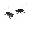 Two Black Reptiles Crawling On White Background With Shiny Scales 3d model