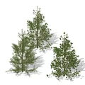 pine tree 3d model