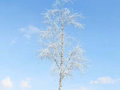 White Birch Tree With Snow Covered Branches Against Blue Sky And White Clouds 3d model