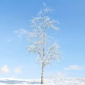 White Birch Tree With Snow Covered Branches Against Blue Sky And White Clouds
