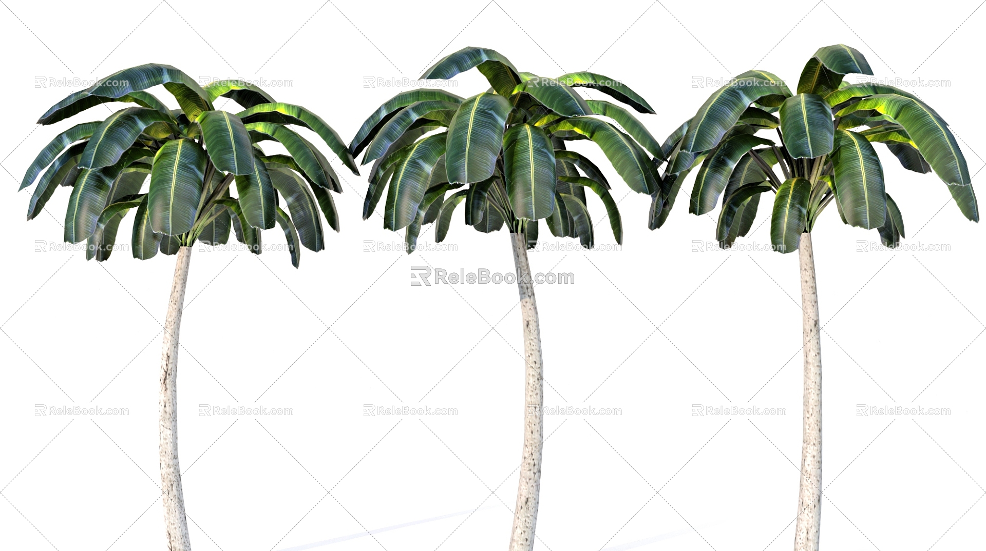 coconut tree tropical plant palm tree coconut tree 3d model