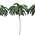 coconut tree tropical plant palm tree coconut tree 3d model