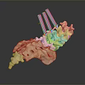 Animal Spine Skeleton With Blue Orthopedic Support Rods And Detailed Bone Structure