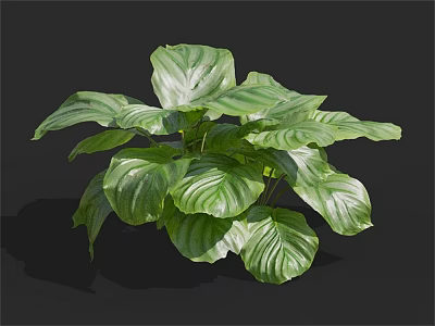 Lush Green Houseplant With Large Variegated Leaves And Vibrant Healthy Foliage 3d model