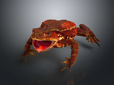 Red Reptile Toad Displaying Open Mouth And Rough Skin Texture On Gray Surface 3d model