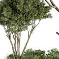 Indoor Bonsai Tree With Lush Green Foliage And Elegant Branch Structure