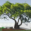Tall Arbor With Lush Green Foliage Thick Trunk Multiple Branches And Blue Sky