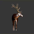 Brown Deer With Majestic Antlers Standing On Dark Reflective Surface In Studio