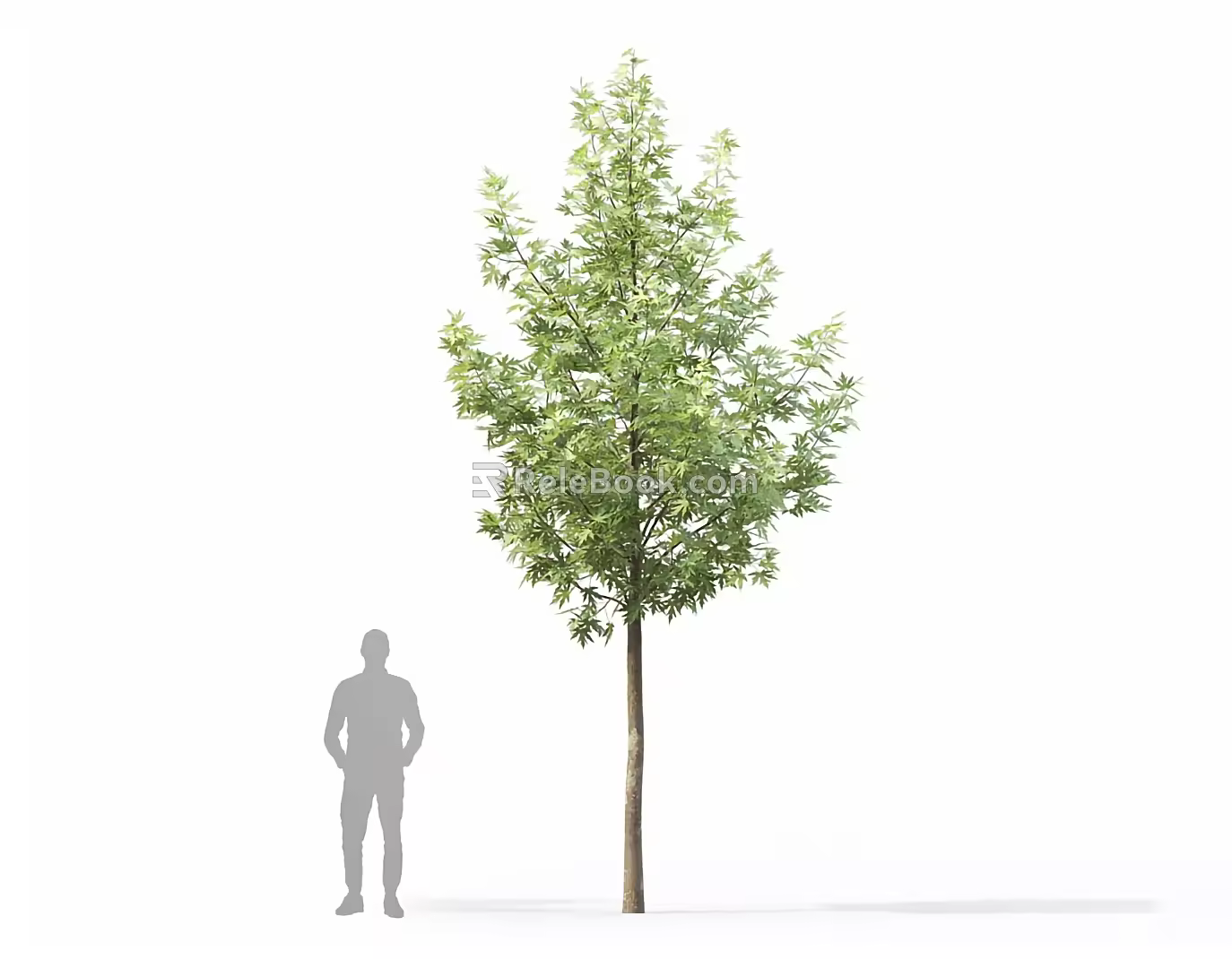 Modern Arbor Street Tree Courtyard Tree Landscape Tree Ginkgo Tree Forest Trees 3d model
