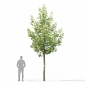 Modern Arbor Street Tree Courtyard Tree Landscape Tree Ginkgo Tree Forest Trees 3d model