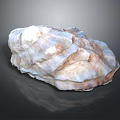 Shell As Biological Organ With Hair Like Layered Texture White Brown