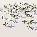 Green Plants With Yellow Flowers On White Background And Long Shadows
