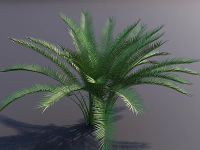 Lush Green Palm Tree With Feathery Fronds And Healthy Green Foliage Against Gray Background 3d model