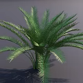 Lush Green Palm Tree With Feathery Fronds And Healthy Green Foliage Against Gray Background