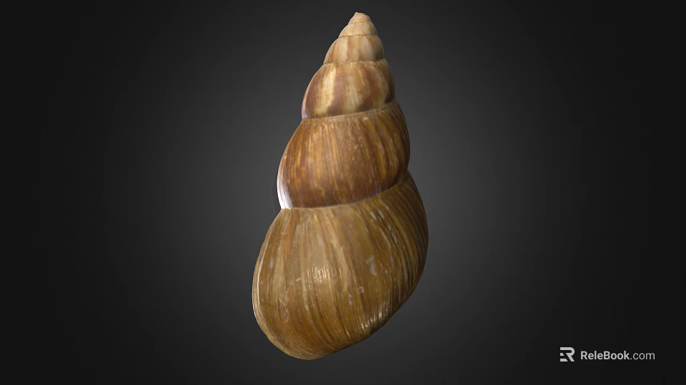 Shiny Brown And Beige Spiral Conch Shell With Textured Surface On Dark Background 3d model 