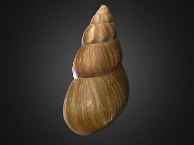 Shiny Brown And Beige Spiral Conch Shell With Textured Surface On Dark Background 3d model