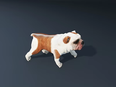 Brown And White Bulldog 3D Model Standing On Dark Background Surface 3d model
