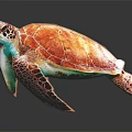Colorful Sea Turtle with Orange Green Shell on Dark Background and Reflection 3d model