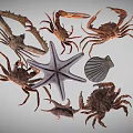 Diverse Collection Of Marine Animals Featuring Crabs Starfish And Shells