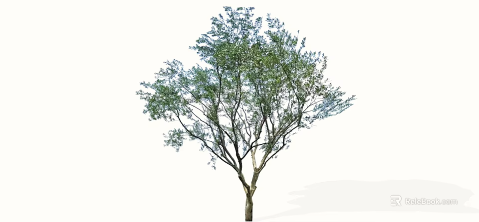 Arbor Tree With Lush Green Foliage And Single Strong Trunk Isolated On White 3d model 