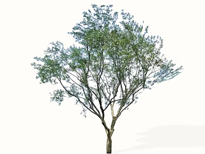 Arbor Tree With Lush Green Foliage And Single Strong Trunk Isolated On White 3d model