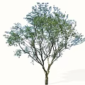 Arbor Tree With Lush Green Foliage And Single Strong Trunk Isolated On White