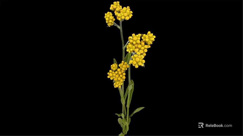 Beautiful Plant With Yellow Flower Clusters And Green Stems Leaves 3d model 