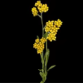 Beautiful Plant With Yellow Flower Clusters And Green Stems Leaves