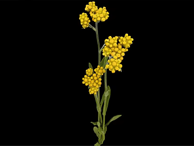 Beautiful Plant With Yellow Flower Clusters And Green Stems Leaves 3d model