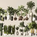 Various Bonsai and Potted Plants in Different Style Pots for Home Decor
