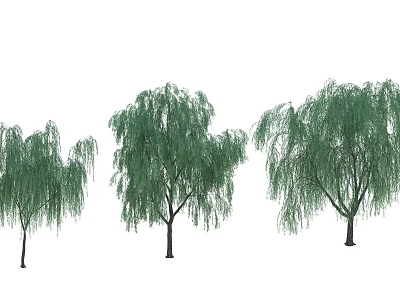 Three Graceful Willow Trees With Drooping Branches And Lush Green Foliage 3d model