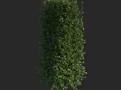 Lush Green Cylindrical Shrub With Dense Leafy Foliage And Vibrant Appearance 3d model