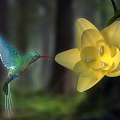 Vibrant Green Hummingbird Hovering Near Bright Yellow Flower In Lush Forest
