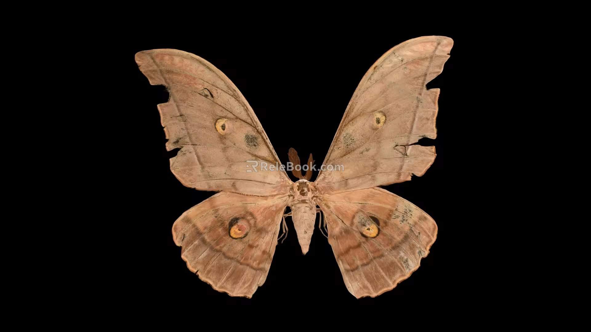 Butterfly Flying Bug Butterfly 4 Moths Scanning 3d model
