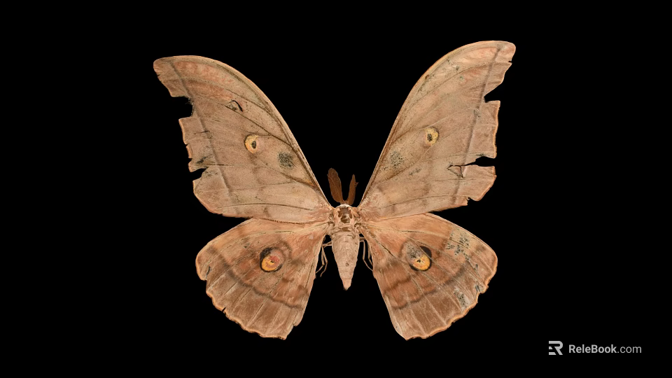 Detailed View Of Brown Moth With Large Eyespots On Tattered Wings Against Black Background 3d model 