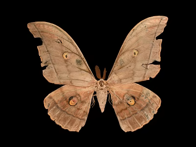 Detailed View Of Brown Moth With Large Eyespots On Tattered Wings Against Black Background 3d model